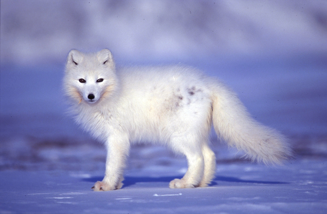 Arctic Tundra Animals And Plants